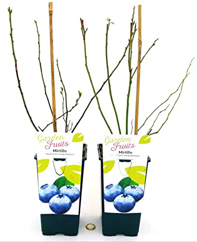 POWERS TO FLOWERS - MIRTILLO GIGANTE AMERICANO 2 PIANTE, piante vere