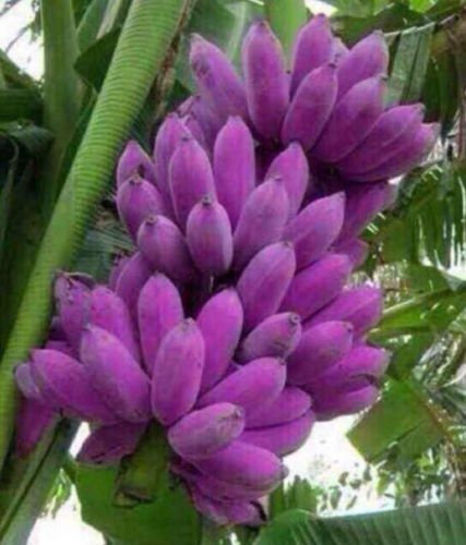 Aachondra Nuovi semi freschi di banano viola da 10 pezzi