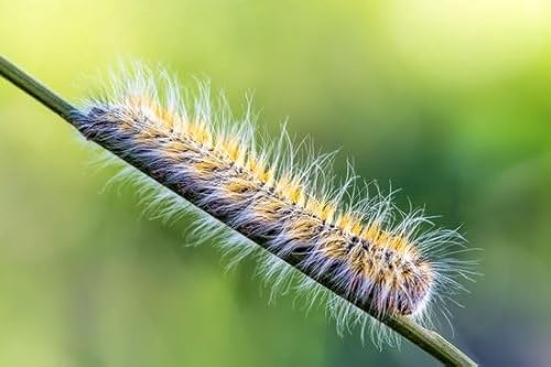Ferrarium-Nematoden gegen Eichenprozessionsraupe für 20M2