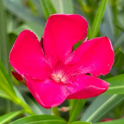 Semi di oleandro - resistenti per il giardino Nerium oleander - Le perenni sono da giardino 25pcs