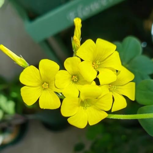oxalis triangularis - gartenpflanzen topfpflanzen sommerblumen - Seltene - balkon deko garden oxalis triangularis bodendecker winterhart stauden 12zwiebeln