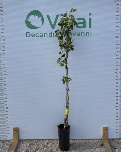 Planta Pistacho Variedades' Kerman Florero En Portainnesto UCB1 (Hembra)