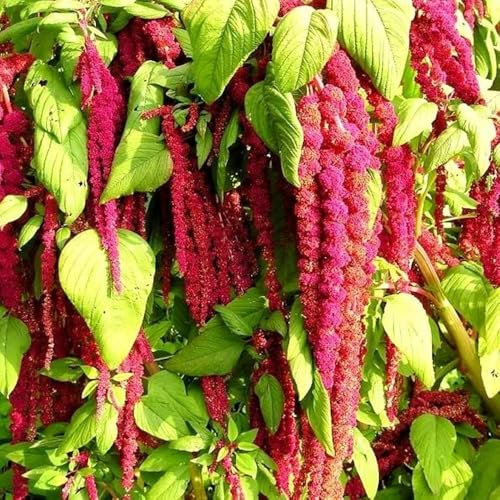 100 Graines Amarante - Queue De Renard ROUGE - 100 graines - Amaranthus caudatus - Fleur ROUGE Eclatant - Jardin - 280