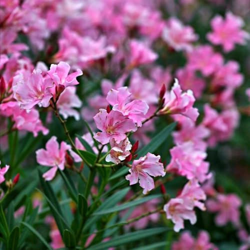 semillas resistentes de adelfa - jardín perennes variedades antiguas balcón 3pcs