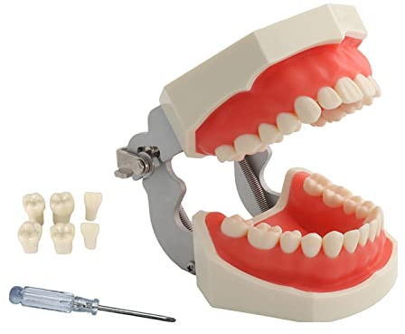 YOUYA DENTAL TM-021 Dental Typodont Teeth Model Completely Detachable Teaching Study Tools Typodont Articulated Anatomy Teeth Model 28 Removable Teeth, with a Small Screwdriver