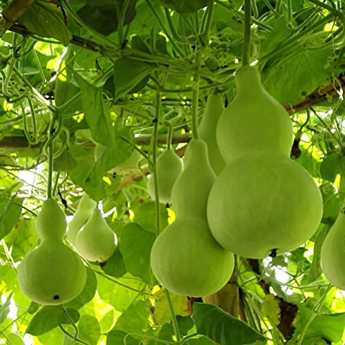 50 Stücke Kürbissamen Einfache Kultivierung Starke Vitalität Einfaches Pflanzen von Lagenaria Siceraria Samen Gartenbedarf Grün