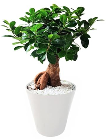 I GIARDINI DI GIULIA - Bonsai Ficus Ginseng in Idrocultura | Pianta d'Appartamento Decorativa in Perlite | Facile Cura e Purificazione Aria | Vaso Resina 16 cm | Altezza 35 cm (Vaso bianco)