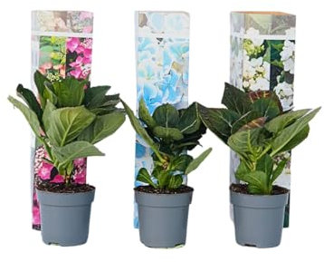 Plant in a Box - Hydrangea macrophylla Teller 'Nizza', 'Red Bull' und 'Benxi' - 3er Set Hortensien Blau, Weiß und Rosa - Winterhart - Topf 9cm - Höhe 25-40cm
