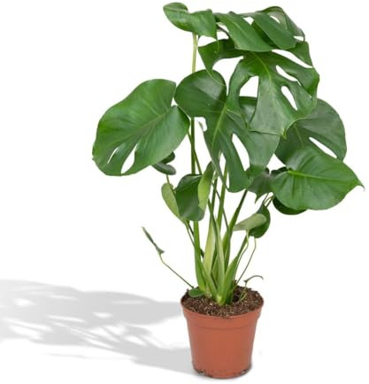 Monstera Deliciosa Zimmerpflanze Enthält Lochblätter, Pflegeleichte Grünpflanze, Luftreinigend, Wohnzimmer Büro Dekoration, Für Innenräume, Grün, Ø17cm Höhe 55cm