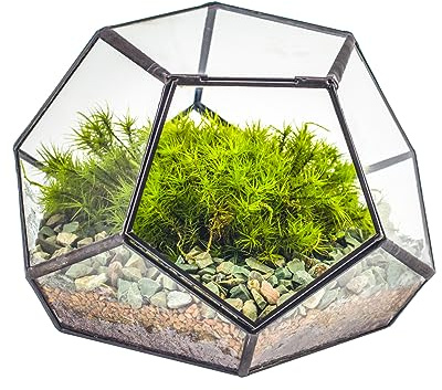 NCYP Geometriskt terrarium i glas med dörr – 18 x 18 x 12 cm – svart pentagon stängd planteringskruka för suckulenter, luftväxter – hem, trädgård, kontor, bordsdekoration, låda (terrarie)