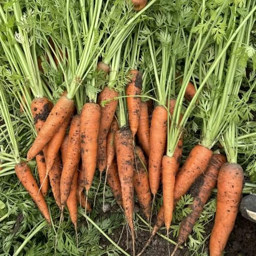 semillas de zanahoria orgánicas - variedades antiguas cultivo invierno Decoración oficina resistentes para balcones verde 200pcs
