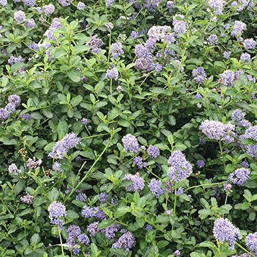 Ceanothus Thyrsiflorus Repens- Ceanothe;Lila de California Tapiz 25-30 cm en contenedor