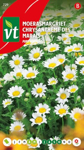 Crisantemo Blanco puro - semillas de flores