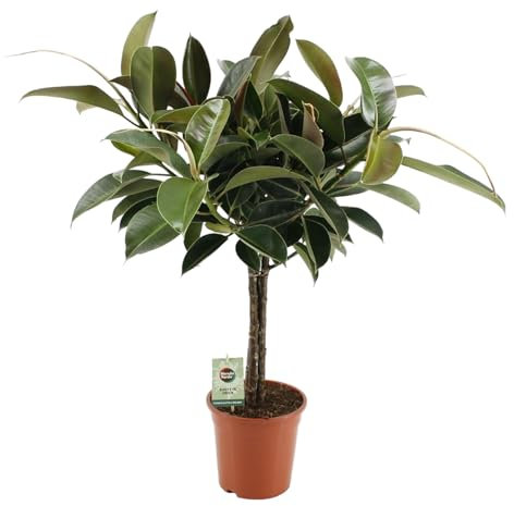 Trendyplants – Ficus Elastica Melany – Albero di gomma – Pianta d'appartamento – Dimensioni vaso Ø 21 cm – Altezza 85 – 105 cm
