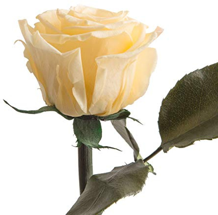 Infinity Rose Beige - 45-50 cm echte lange Rosen konserviert in Creme mit Rosenduft - Geschenke für Frauen und Landhausstil Deko Wohnaccessoires für 1 Blume Glasvase lang (Champagner)