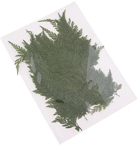 misppro 50 Stück echte gepresste getrocknete Blumen, natürliche Farne, Pflanzen, Blätter, Verzierungen, DIY-Materialien, Kartenherstellung, Schmuck, Harz, Handwerk, Scrapbooking, Kunsthandwerk