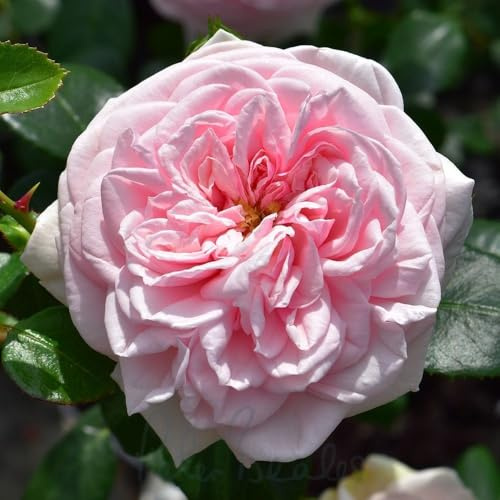 Peter Beales Roses Awakening Rambler Rose, Pink, Double Bloom, 300cm x 250cm