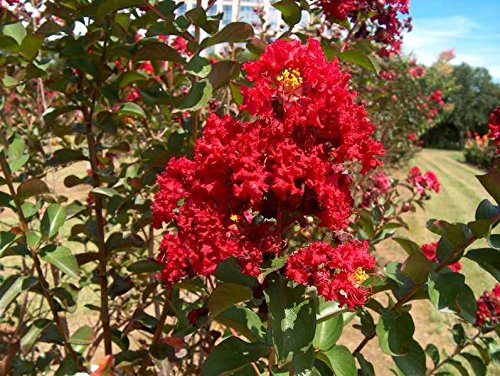 Bundle of 4 Red Rocket Crape Myrtle Trees by Crape Myrtle Guy - Quart Containers - 6-12 Inches Tall