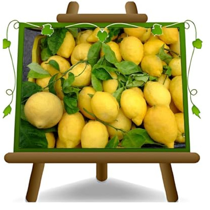 EURO PLANTS VIVAI Zitrusgewächs Zitrone Sfusato Amalfitano Pflanze Ab Frucht Auf Vase Ab 22- Baum Max 60~80cm