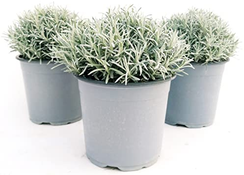 POWERS TO FLOWERS - PIANTA DELLA LIQUIRIZIA, ELICRISIUM, 3 PIANTE VASO 14CM, Piante vere