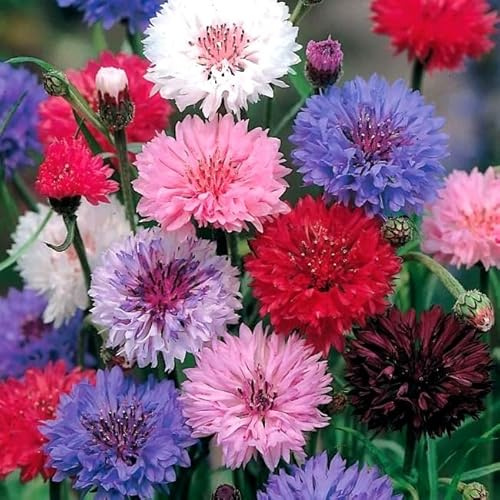 Multicolor Cornflower Seeds Mix Bachelor’s Buttons Mixed Colors Flower Garden 300 Seeds