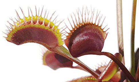 Fangblatt - rote Venusfliegenfalle - Dionaea Muscipula 'Akai Ryu' - blühfähig im 9 cm Rundtopf - fleischfressende Pflanze