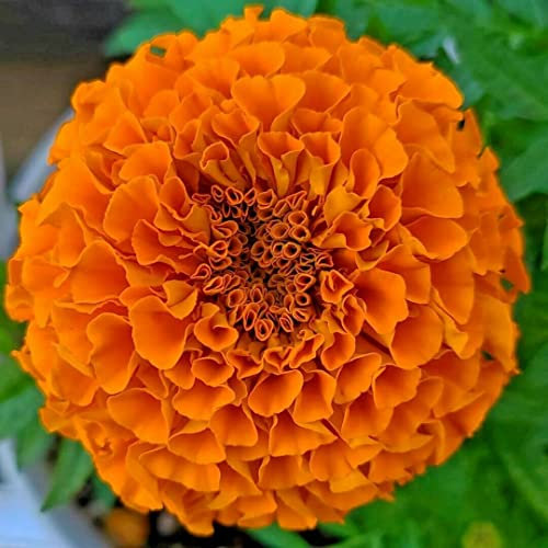 AFRICAN AZTEC MARIGOLD - Tagetes Erecta Double Tall Shiny Orange - 300 SEEDS