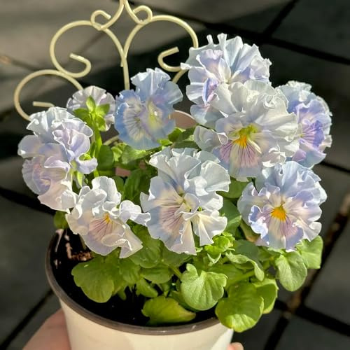 semi di violetta cornuta perenni, d'appartamento Viola cornuta - luoghi soleggiati decorazione da giardino per esterni semi di selvatici 300pcs