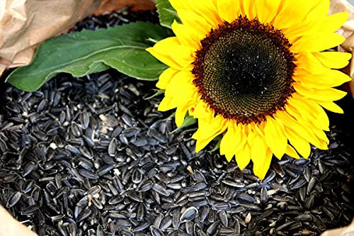 Futterbauer 10 kg Schwarze Sonnenblumenkerne für Vögel, 100% Natur, Hochwertige Energiequelle für Wildvögel, Hoher Fett- & Vitamin-E-Gehalt, Gereinigt & Getrocknet mit Schale, Ernte 2025