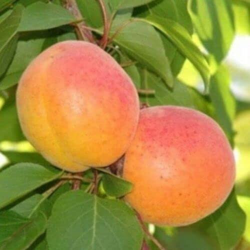 ALBERO DI ALBICOCCO ALBICOCCA ALBICOCCHE TYRINTHOS IN VASO 17 cm