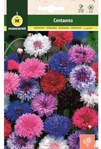 Mascarell Semillas, CENTAUREA, Semillas Flores Exterior para Decoración, 3 Gramos