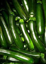 Seed Packet: Dark Green Squash 15 Seeds Only 47 days to go East! Combined S/H! :Package Seeds Only