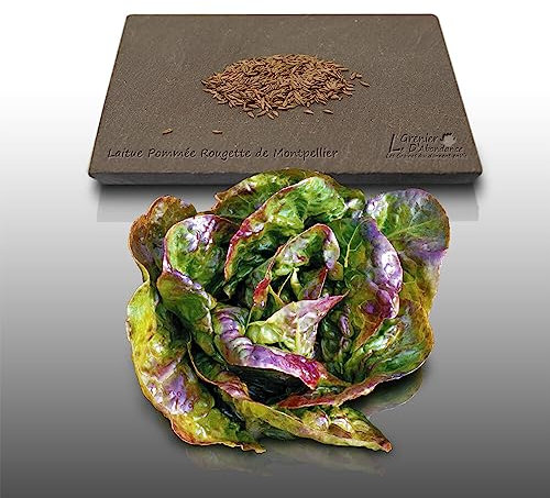 500 graines à semer - Le Grenier d'Abondance - LAITUE POMMEE Rougette de Montpellier - Lactuca sativa