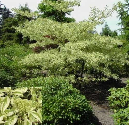 Cornus controversa Variegata - Weißbunter Pagoden-Hartriegel 30-40cm