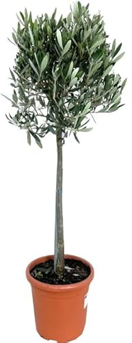 Olivo Natural Árbol de Exterior Resistente y Fácil de Mantener