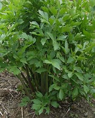 Heirloom Herb Lovage❋200 Seeds❋Culinary Medicinal Teas 3-8 Ft Tall (.91-2.4m)
