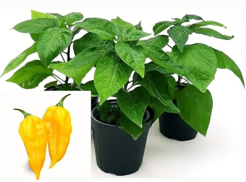 POWERS TO FLOWERS - PEPERONCINO PICCANTE FATALII YELLOW BIO, 3 PIANTE, Vaso 10cm, piante vere