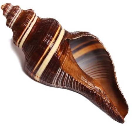 SKOOLOVE Grands coquillages de mer naturels de 12 à 15 cm, parfaits pour la décoration de mariage, les fêtes sur le thème de la plage, les décorations d'intérieur, les loisirs créatifs, les aquariums