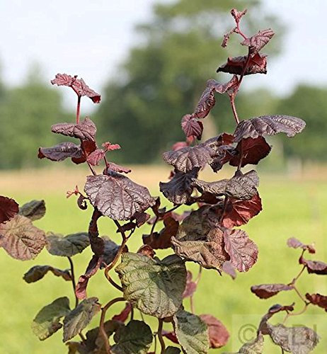 Rotblättrige Korkenzieher Hasel 80-100cm - Corylus avellana - lebende Gartenpflanze aus den Baumschulen