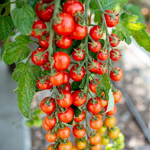PREMIER SEEDS DIRECT - Cherry Tomato Seeds - Sweet Million (200 Seeds)