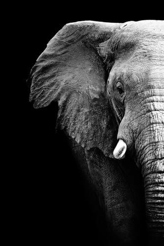 Cuadro fotográfico de elefante – Made in France – Cuadro de cristal acrílico 80 x 120