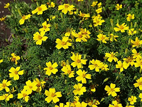 Buy4seeds Marigold TAGETES Lemon GEM 500 Finest Seeds Easy to Grow Garden Yard Patio