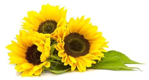 Semi di Girasole Gigante | Semi da Orto e Giardino ad Alta Germinazione | Ideali per Coltivazione in Vaso e Terra | Fiori Ornamentali Giganti Facili da Coltivare e Resistente