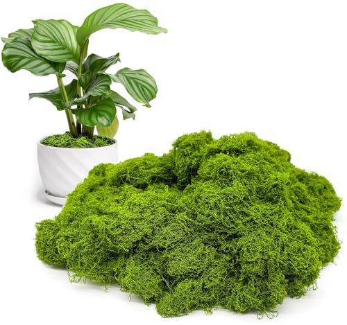 CHAOTEMAI Muschio Finto per Decorazioni Muschio Stabilizzato Finto Lichene Stabilizzato Muschio Presepio Sintetico Quadro Lichene Decorazioni Parete Terrario Casa (Verde chiaro 100g)