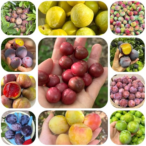 semi resistenti di susino, esotiche alla decorazione del balcone con colonnari comprare per il giardino perenni 80pcs