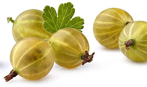 Gelbe Stachelbeere `Goldling´, Busch, 40-60cm im 3L Topf