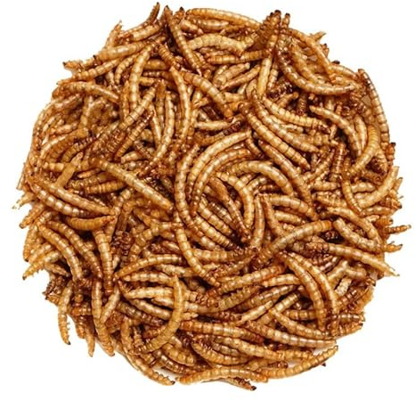 10kg Premium Dried Mealworms for Wild Birds – 100% Natural, Protein-Rich Treat – High-Energy Feed with Edible Oils – Ideal for Blue Tits, Robins & More