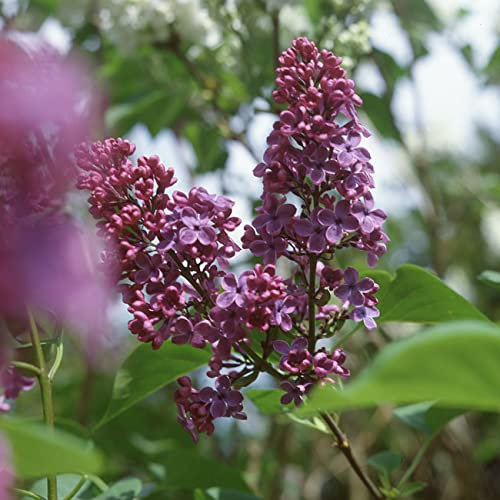 Edelflieder 'Andenken an Ludwig Späth' - Ein Klassiker