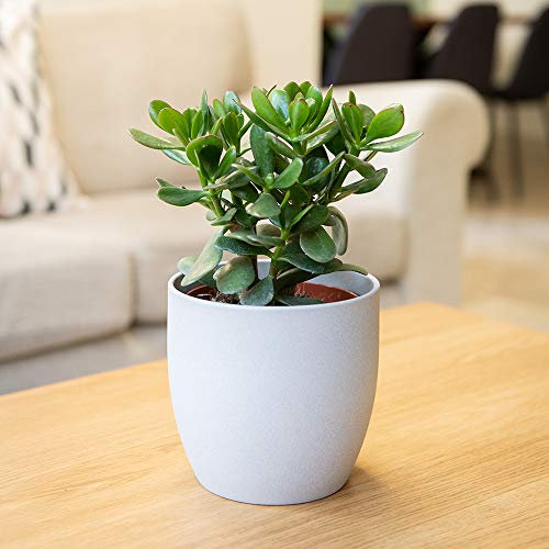 Plant Theory 15cm Jade Plant Crassula Ovata Indoor House Money Plant Easy Care 12cm Pot