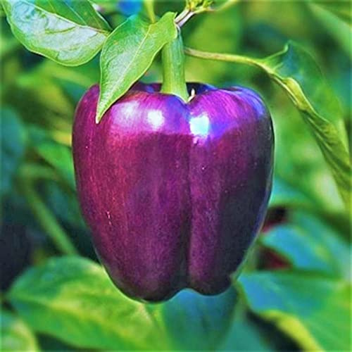 TomorrowSeeds - Purple Beauty Bell Pepper Seeds - 300+ Count - for 2026 Planting Majestic Violet Belle Star Heirloom Aubergine California Chile Vegetable Grow Your Own Home Farm Patio Healthy